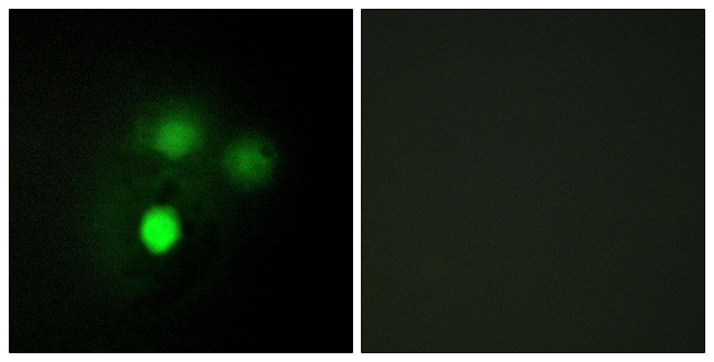 HEC1 / NDC80 Antibody