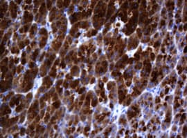 CR6 / GADD45G Antibody (clone OTI2H6)
