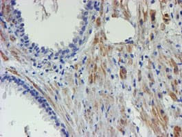XTP4 / C17orf37 Antibody (clone OTI4D4, Carrier-free)
