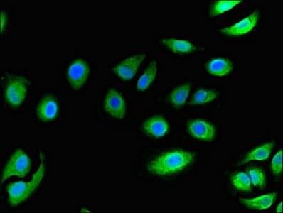 CCR3 Antibody