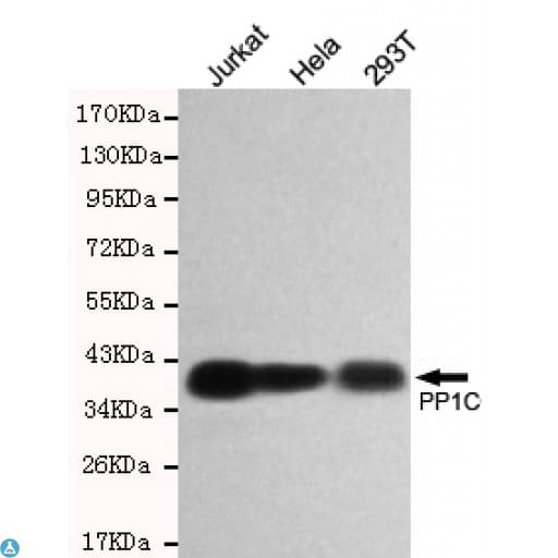 PPP1CC / PP1 Gamma Antibody