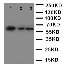 FMO5 Antibody (aa77-90)