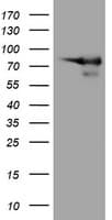 DEF6 Antibody (clone OTI3C4)