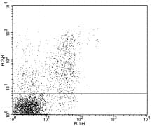 NCAM / CD56 Antibody (clone MEM188 (MEM-188), FITC)