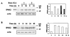 IP6K2 Antibody (clone 4F10)