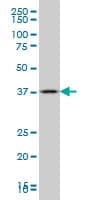 GBX2 Antibody (clone 2A4)