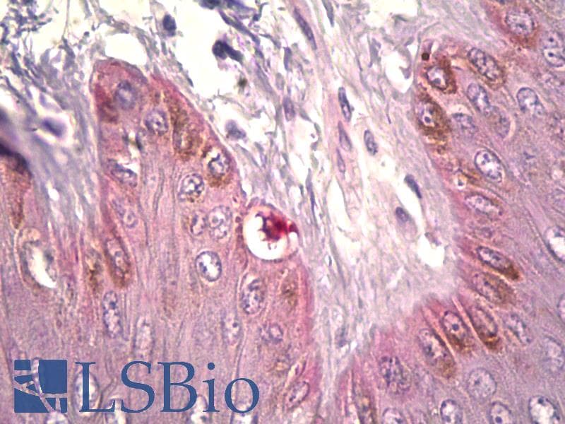 IHC-plus™ DCT / Dopachrome Tautomerase Antibody (aa51-100)