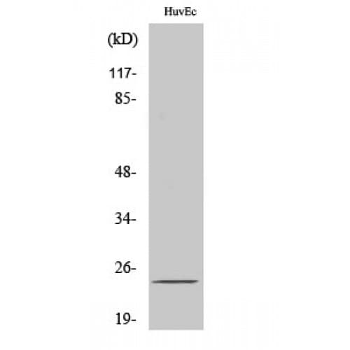 SENP8 Antibody (130-210 aa, C-terminal)