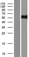 ABI1 / SSH3BP1 Protein (Over-Expression Lysate Myc-DDK (Flag))