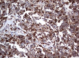 CD4 Antibody (clone OTI1D6)