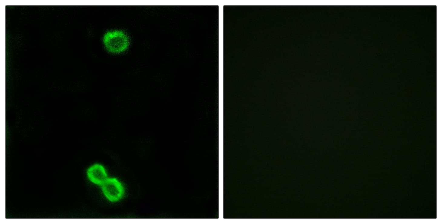 IHC-plus™ RPL3L Antibody (aa211-260)