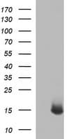 Monoclonal Mouse anti-Human MSMB / MSP Antibody (clone OTI2H8, WB)