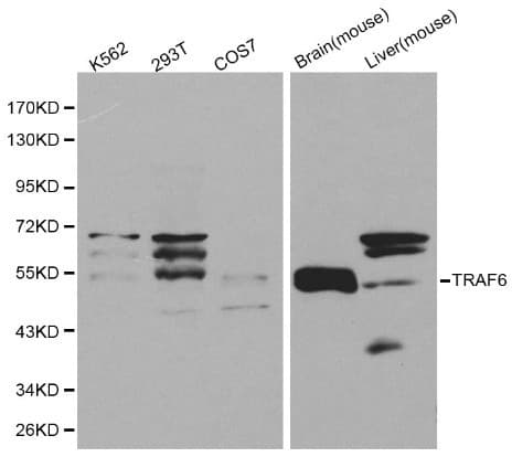 TRAF6 Antibody