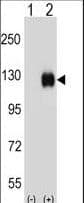 Polyclonal Rabbit anti-Mouse EPHB4 / EPH Receptor B4 Antibody (aa360-389, WB)