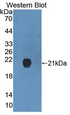 GREM2 / Gremlin 2 Antibody (aa22-168, Biotin)