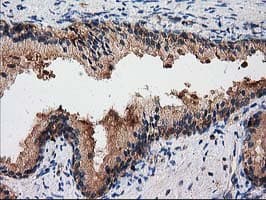 Monoclonal Mouse anti-Human Gephyrin Antibody (clone OTI3B6, IHC, IF, WB)
