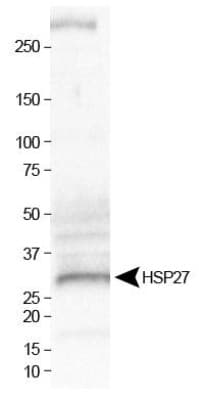 HSPB1 / HSP27 Antibody