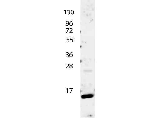 IL4 Antibody