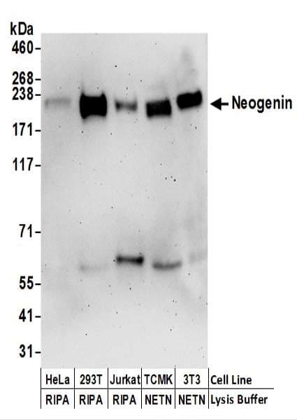 IHC-plus™ NGN / Neogenin Antibody (aa1411-1461)