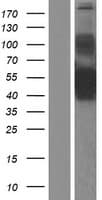 COLQ Protein (Over-Expression Lysate Myc-DDK (Flag))