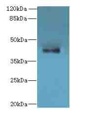 HTR1E / 5-HT1E Receptor Antibody