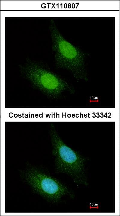 ZC3H12A / MCPIP1 Antibody (aa241-504)