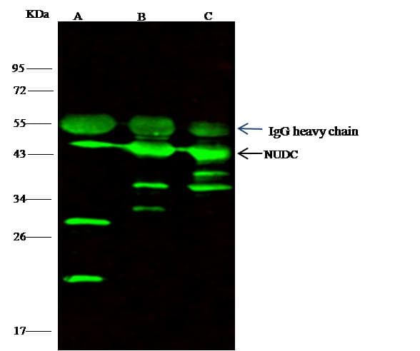 NUDC Antibody (Preservative Free)
