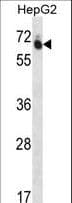 GUF1 Antibody (aa183-212)