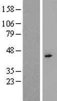 Human TBPL2 / TRF3 Protein (Over-Expression Lysate Myc-DDK (Flag))