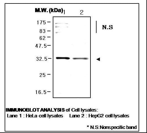 IHC-plus™ VDAC1 / PORIN Antibody (C-Terminus)