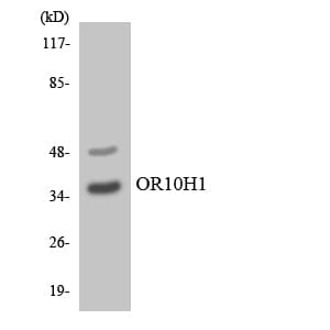 OR10H1 Antibody (aa223-272)