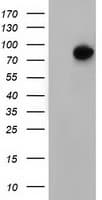 VWA5A Antibody (clone OTI3E10)