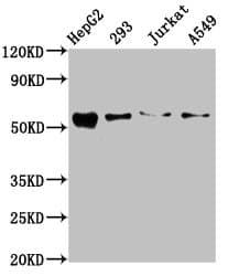 ZDHHC14 Antibody