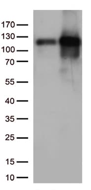 TRIM28 / KAP1 Antibody (clone OTI2H10, Carrier-free)