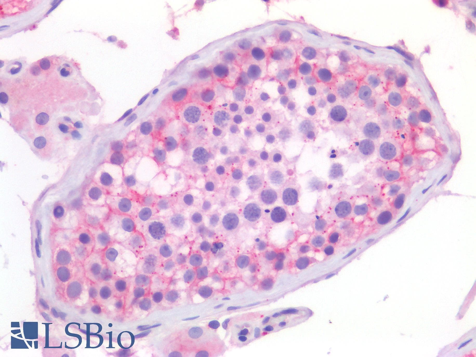 PathPlus™ TJP1 / ZO-1 Antibody (aa935-984)