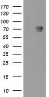 MTMR2 Antibody (clone OTI2D2)