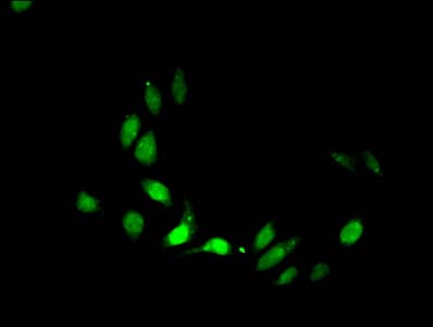 HIST1H3A Antibody