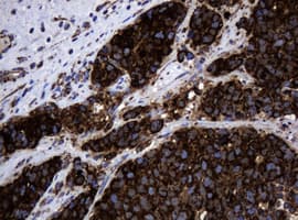 HSPD1 / HSP60 Antibody (clone OTI6F11, Carrier-free)