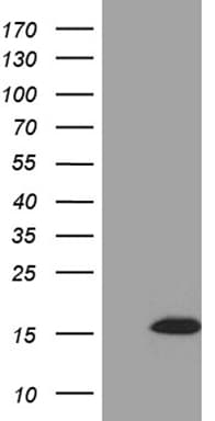 STH Antibody (clone OTI7A12)