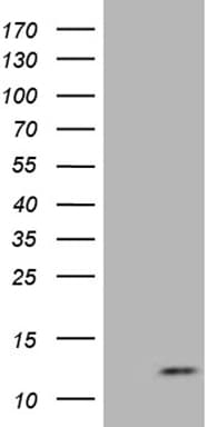 ATP5I Antibody (clone OTI1G4)