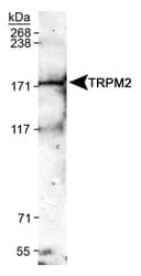 TRPM2 Antibody (Internal, Biotin)