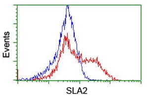 SLA2 / SLAP2 Antibody (clone OTI3E3)