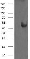 MAP2K1 / MKK1 / MEK1 Antibody (clone OTI2B2, Carrier-free)
