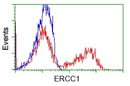 ERCC1 Antibody (clone OTI1A3)