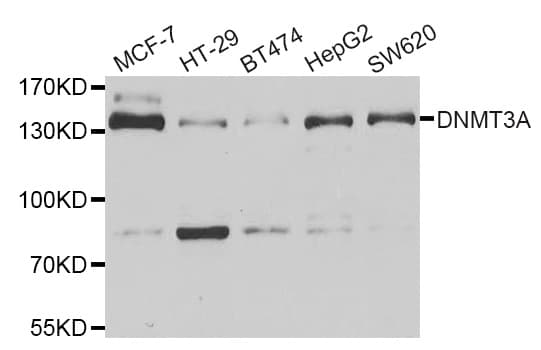 DNMT3A Antibody