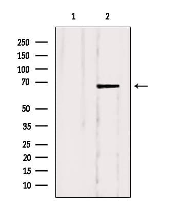 SLC5A6 / SMVT Antibody