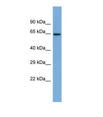 ZNF8 Antibody (aa31-80)