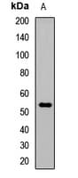 WNT2 / IRP Antibody