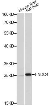 FNDC4 Antibody
