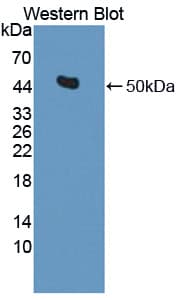 IDH2 Antibody (aa40-452)